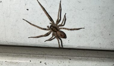 Neuer Mitbewohner am Briefkasten