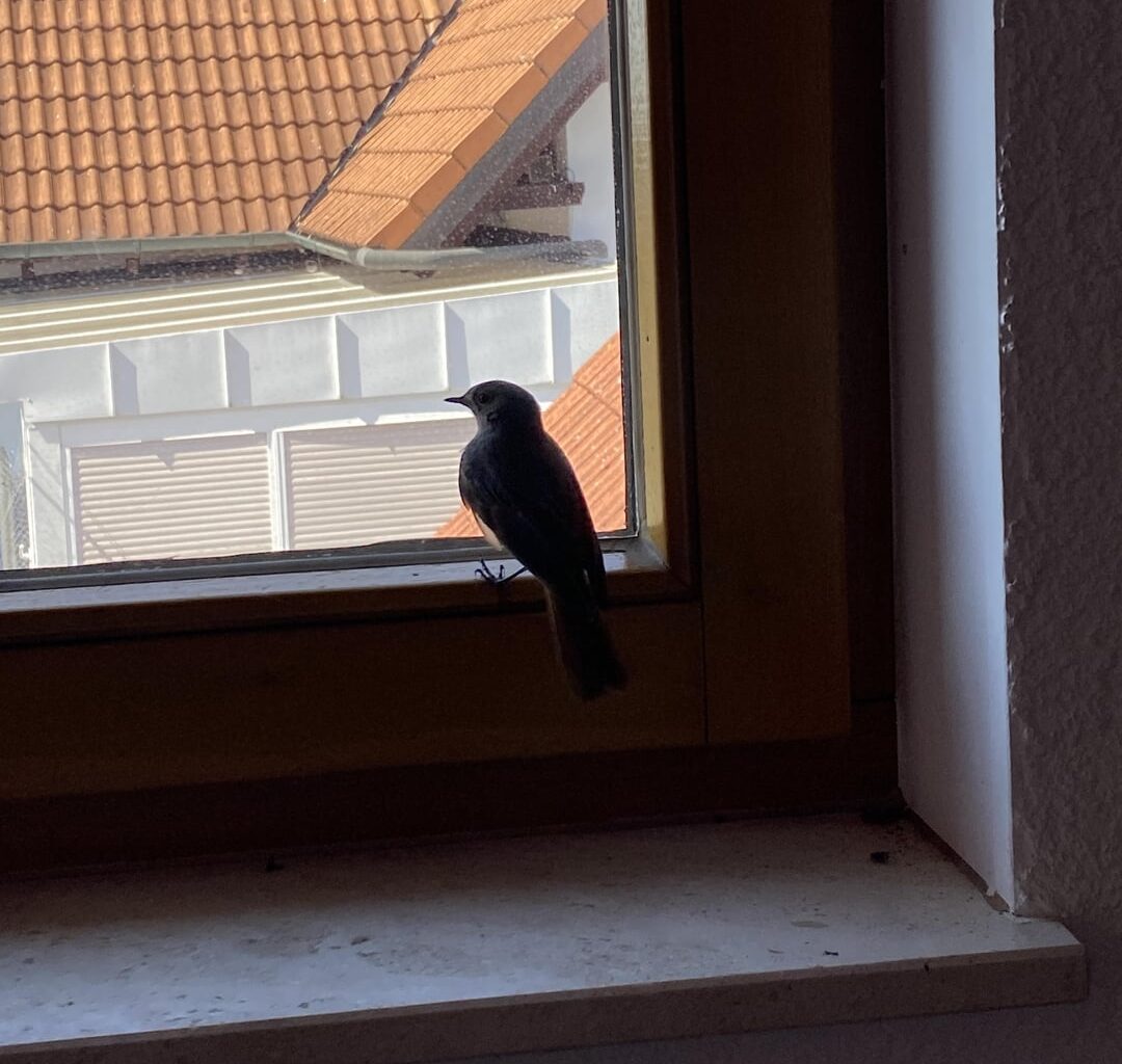 Hausrotschwanz im Haus 🤦‍♀️