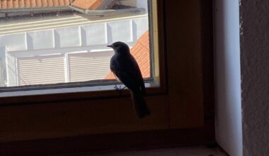 Hausrotschwanz im Haus 🤦‍♀️