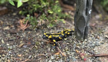 Feuersalamander macht Beine auseinander.