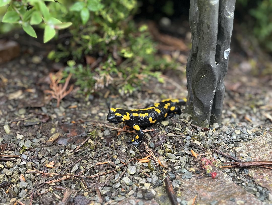 Feuersalamander macht Beine auseinander.