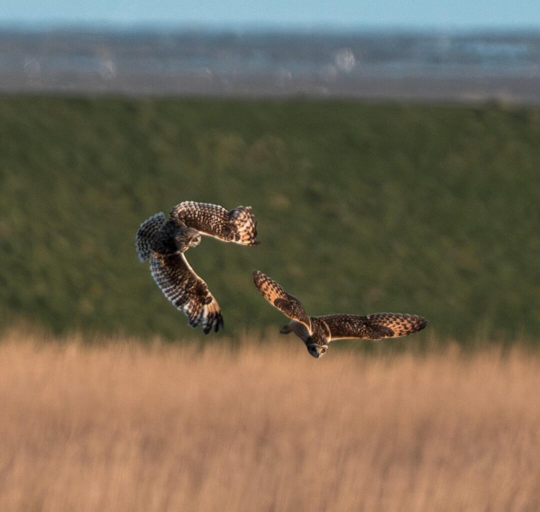 Sumpfohreulen beim Revierkampf [oc]