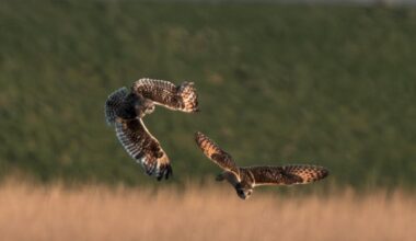 Sumpfohreulen beim Revierkampf [oc]