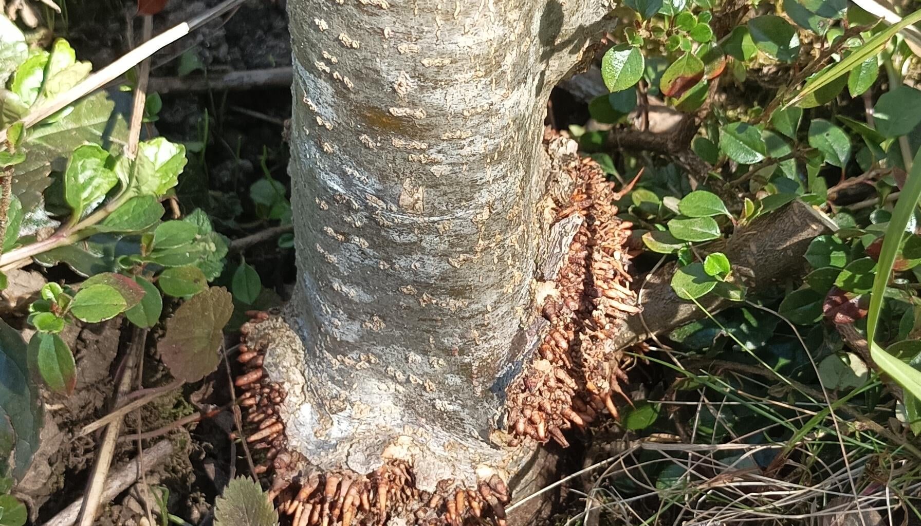 Was hat mein Apfelbaum?