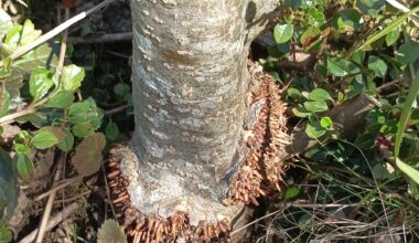 Was hat mein Apfelbaum?