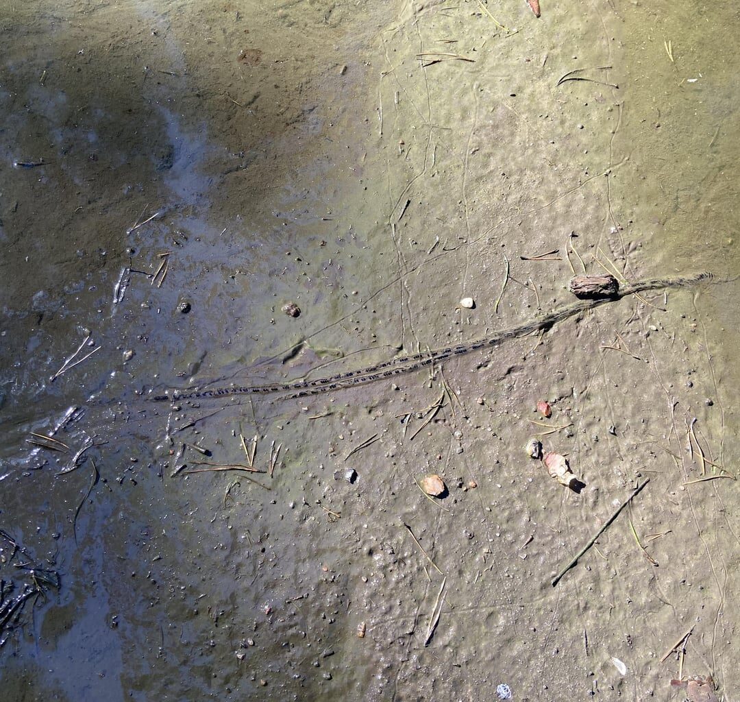 Wer hat hier in Brandenburg gelaicht?