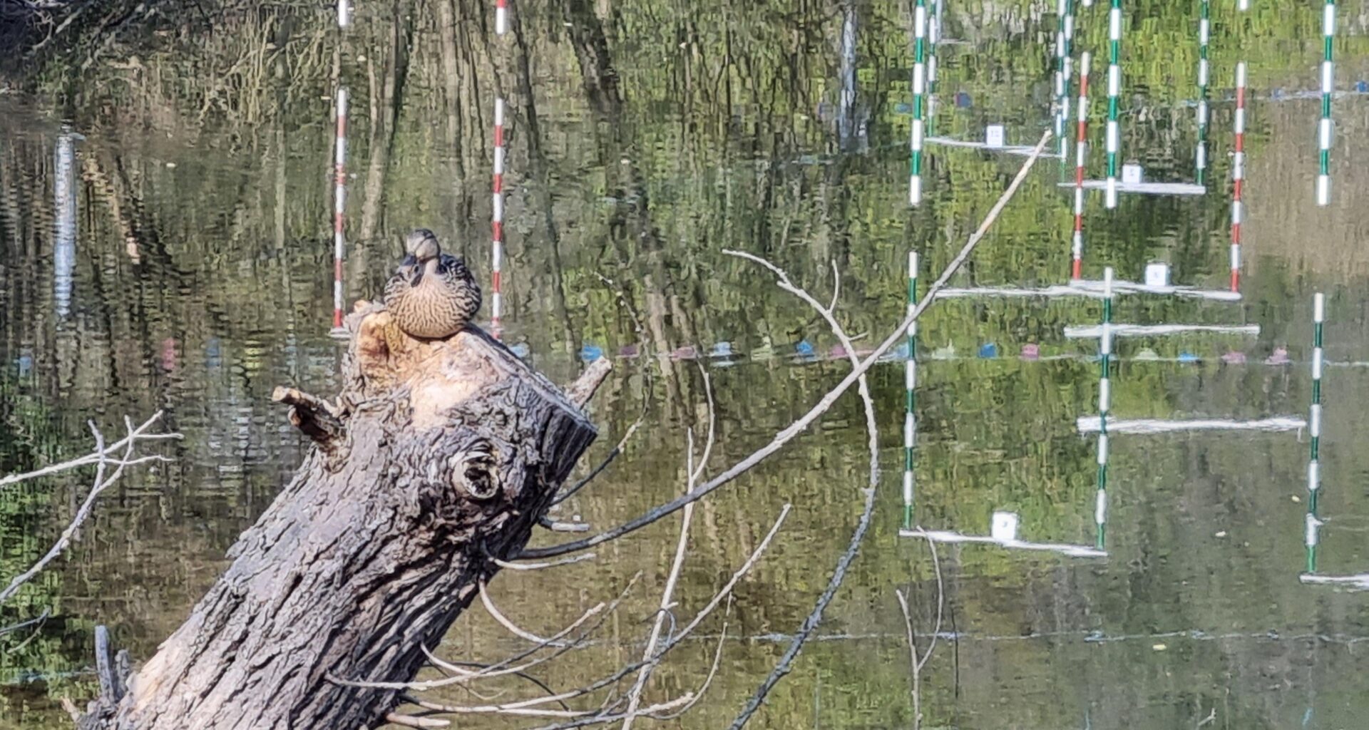 Stockente am Stockende