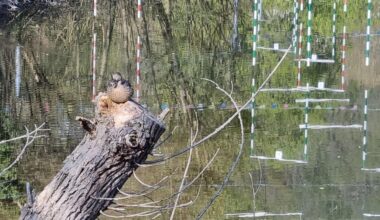 Stockente am Stockende