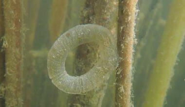 WTF? Glibber-Kringel im See