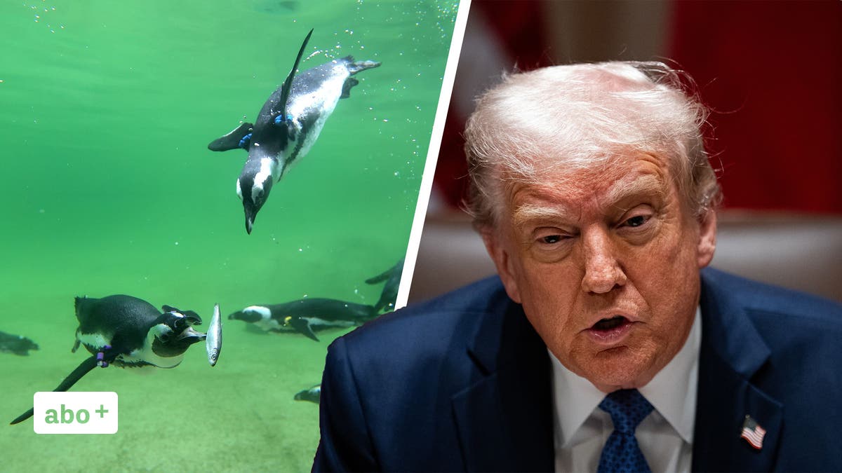 Trumps Chaos hat Folgen für die Schweiz