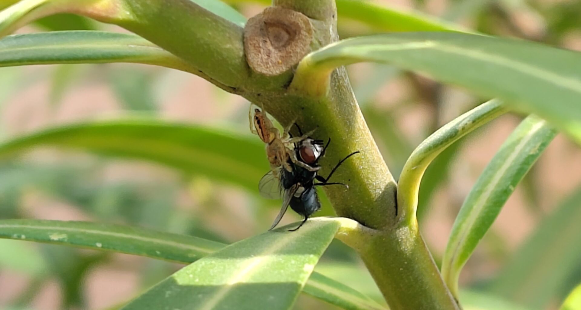 Stolze kleine Spinne fängt Fliege