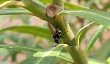 Stolze kleine Spinne fängt Fliege