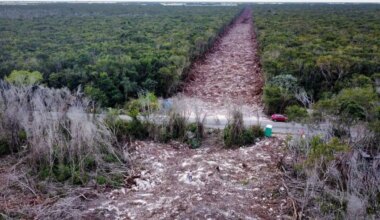 Mexico pledges restoration for Maya Train environmental damage