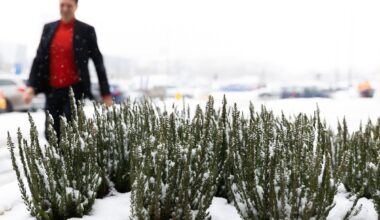 Šią savaitę vis dar kai kur pabarstys sniego, tačiau įdienojus sušils ir iki 9 laipsnių šilumos