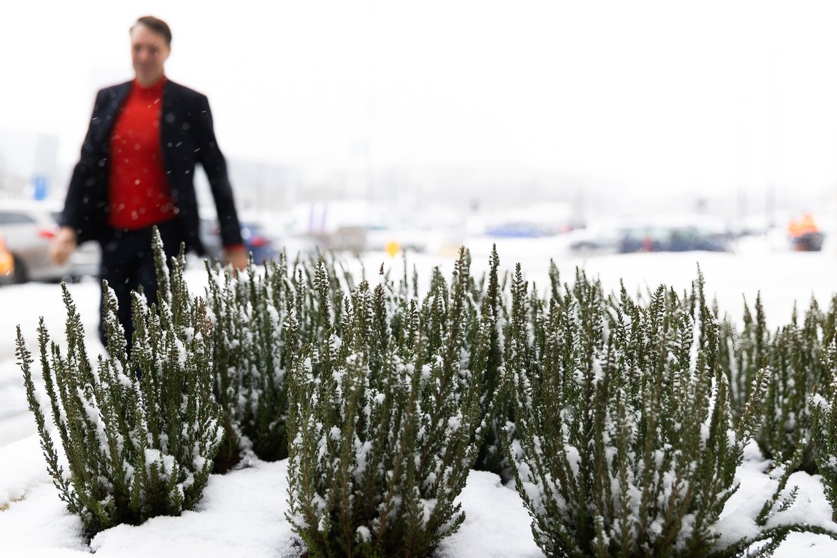 Šią savaitę vis dar kai kur pabarstys sniego, tačiau įdienojus sušils ir iki 9 laipsnių šilumos