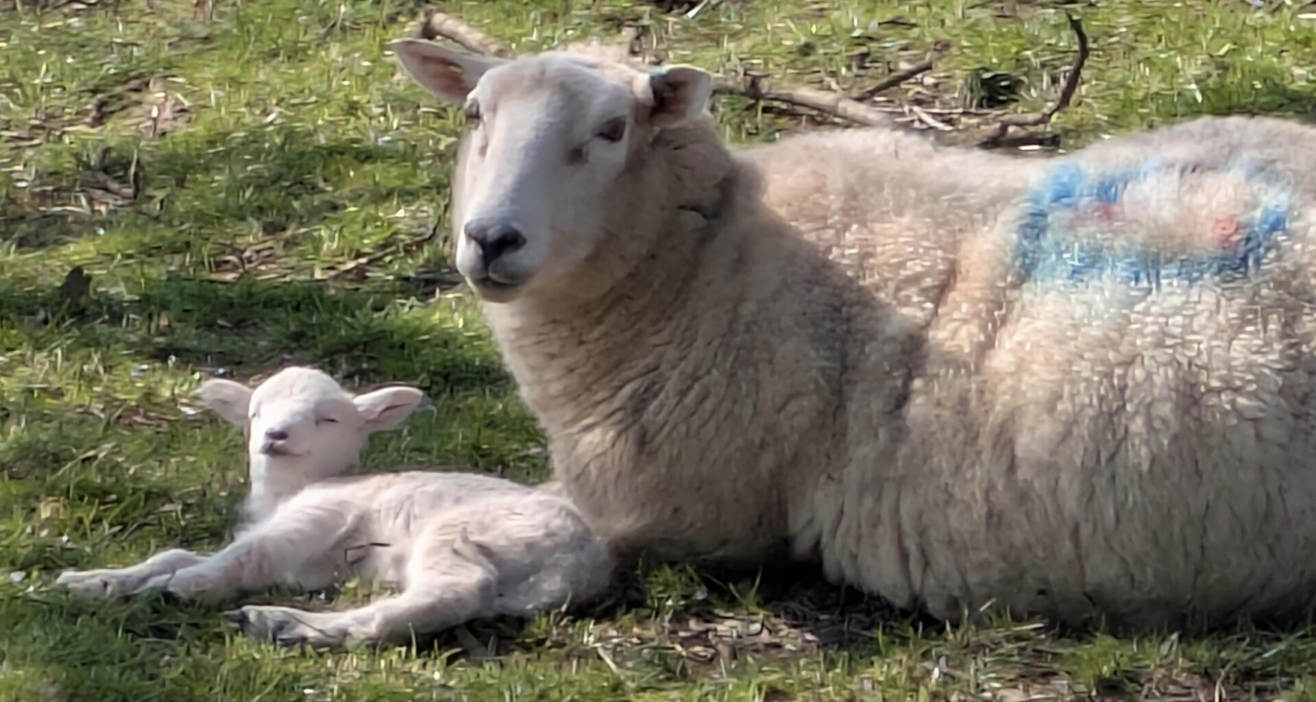 They’re pretty cute when they first pop out. Proud Mum.