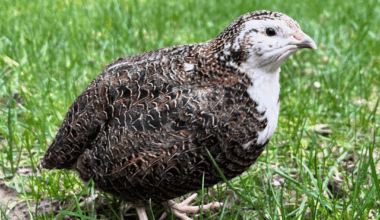 Bought quail eggs to eat... hatched them instead! 6 month UPDATE