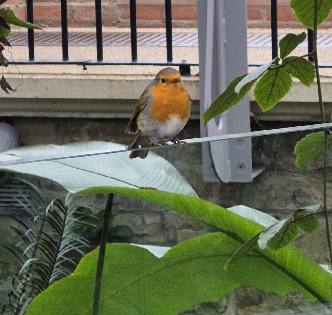 Photos I got of a Robin in the Botanic Gardens, Belfast back in February- friendly little fellow