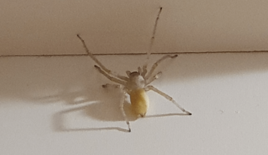 Wer hat es sich hier in meinem Türrahmen bequem gemacht?