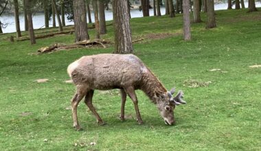 Some photos I took of deer today at Tatton Park, Cheshire