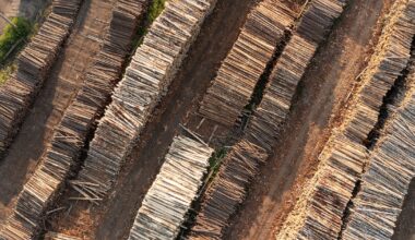 Für Putins Kriegskasse: Russland schmuggelt illegales Holz nach Deutschland – und verdient damit Milliarden