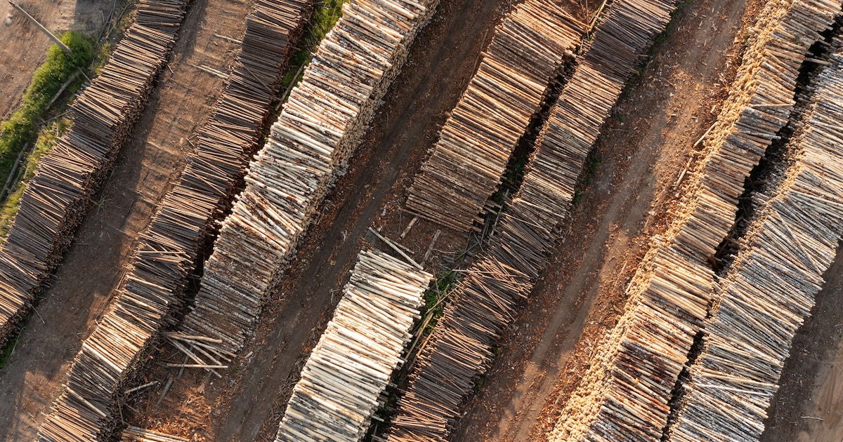 Für Putins Kriegskasse: Russland schmuggelt illegales Holz nach Deutschland – und verdient damit Milliarden