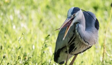 Graureiher haben merkwürdige Zungen (so gesehen in Laxenburg bei Wien)