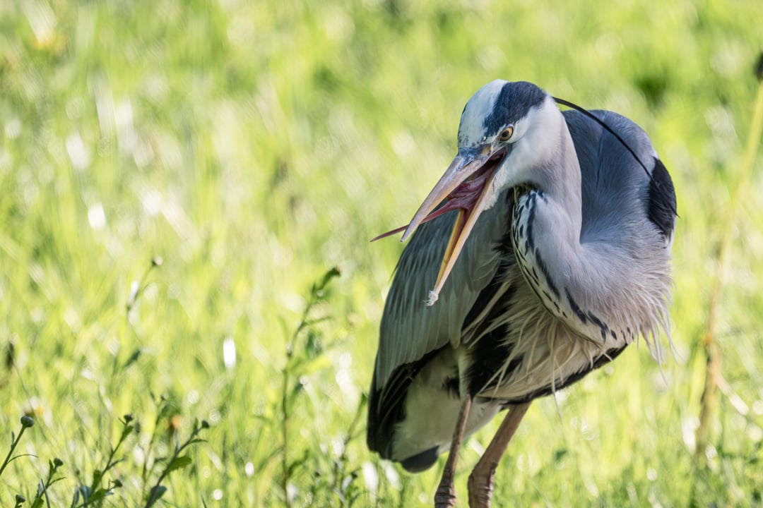 Graureiher haben merkwürdige Zungen (so gesehen in Laxenburg bei Wien)