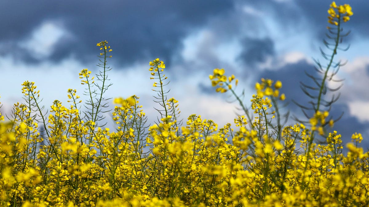 Wetter in Luxemburg: Nach Frühlingssonne drohen Gewitter