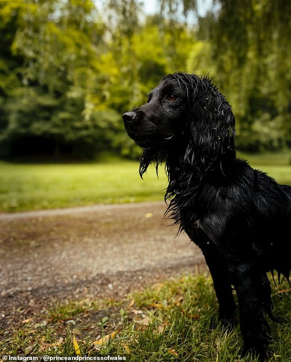Taking to Instagram, the royal couple posted a never-before-seen picture of their black cocker spaniel, Orla, to mark the annual celebration of pets