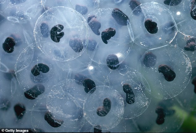 Petrova was transporting frog embryos, which are not illegal to carry but need to be properly declared with customs when she was detained. Her lawyer said the error should've resulted in a $50 fine, not a detainment
