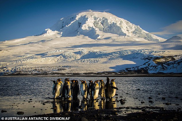 Penguins of the uninhabited Heard Island, an Australian territory 6000km from the mainland, are 'exporting pebbles' in response to Trump's global tariffs (stock image)