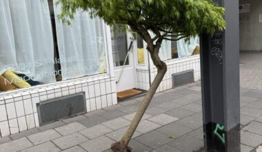Japanischer Ahorn - überlebt er?