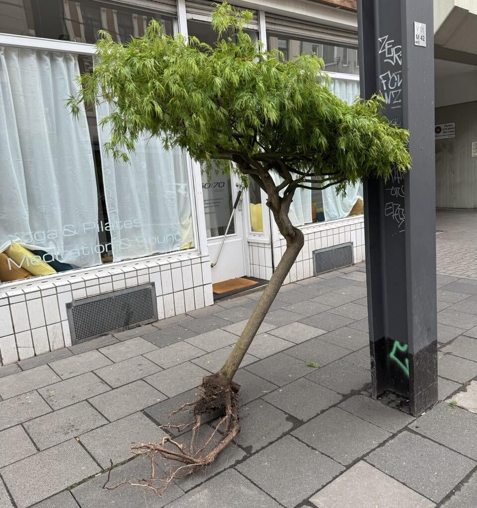 Japanischer Ahorn - überlebt er?