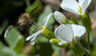 Großer Wollschweber beim Mittagessen