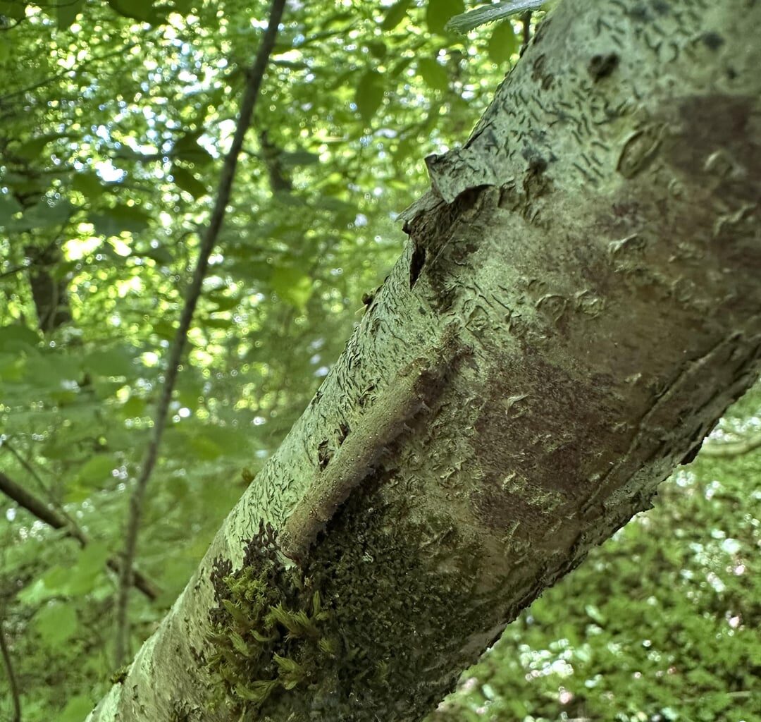 Hervorragende Tarnung
