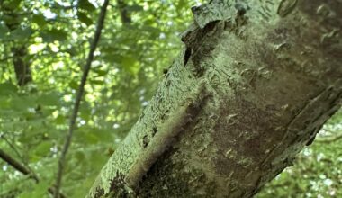 Hervorragende Tarnung