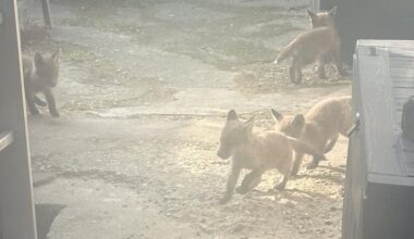 Woke up to 5 fox cubs in my garden… help??