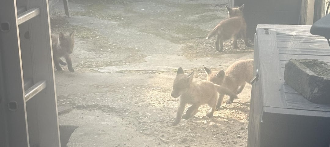 Woke up to 5 fox cubs in my garden… help??
