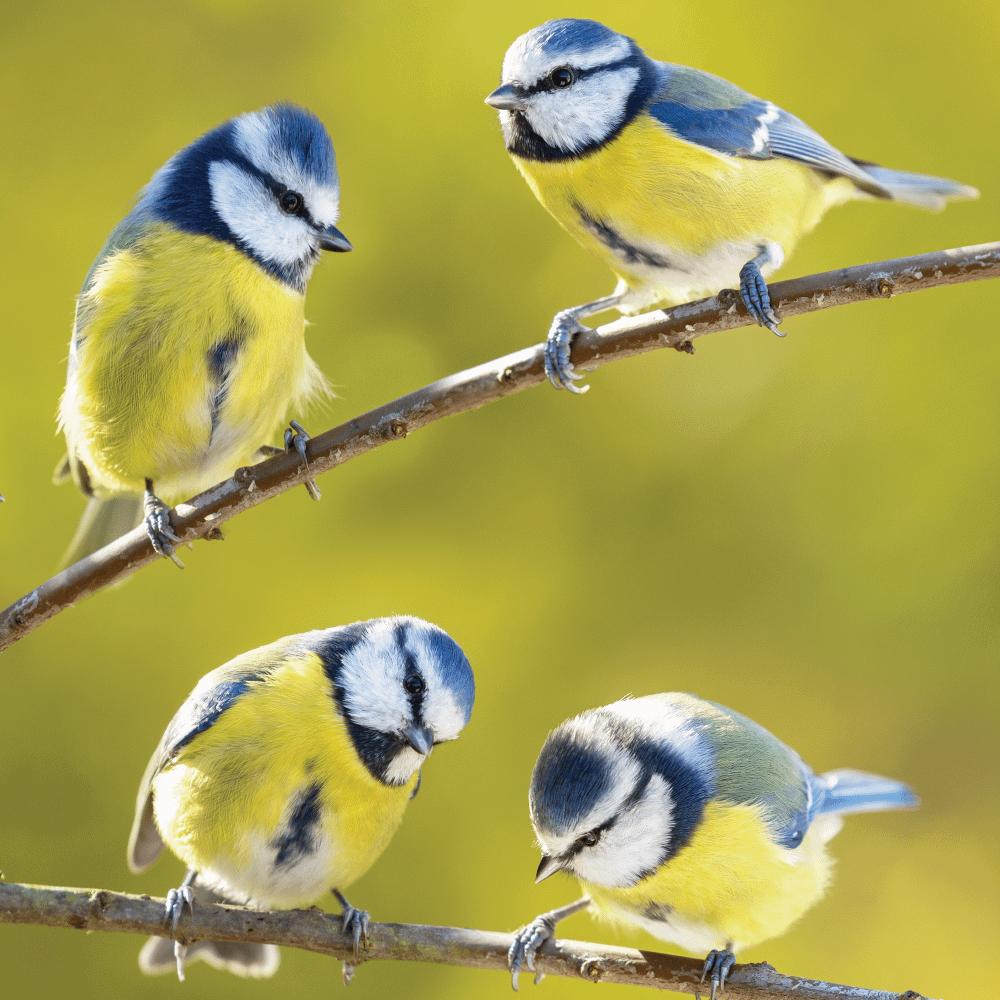 four great tits
