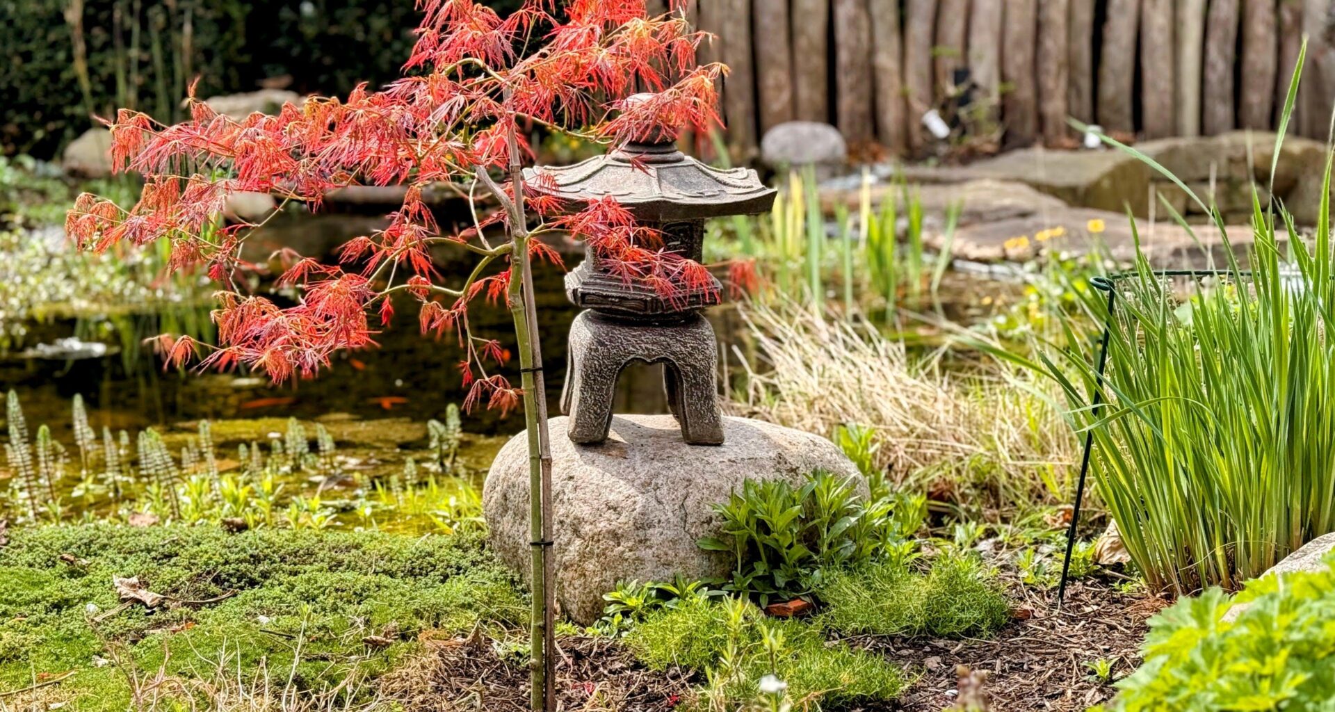 Acer palmatum