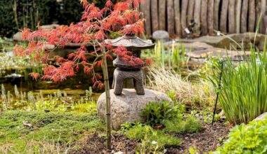 Acer palmatum