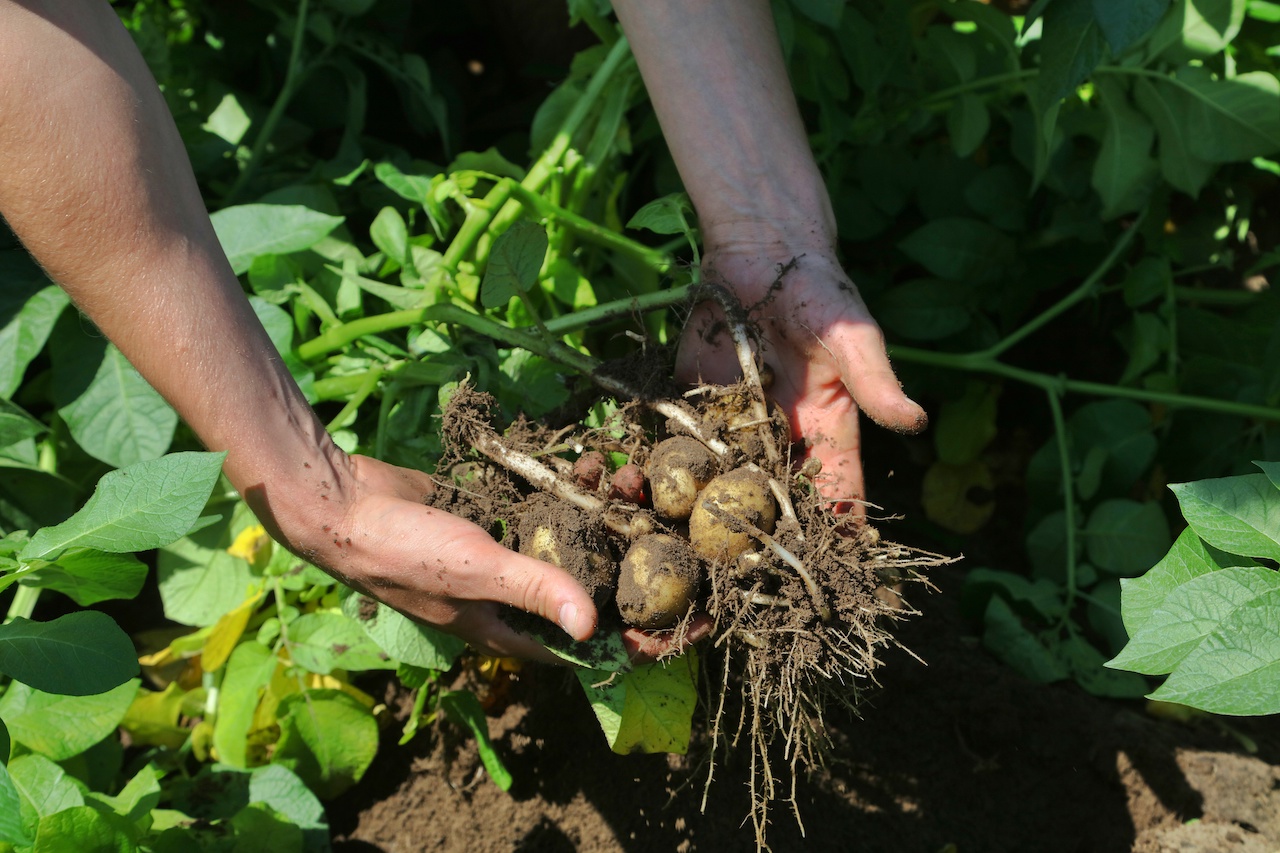 belgium, Fresh from Belgium: Belgian potatoes – rooted in excellence