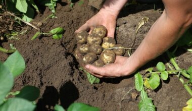 belgium, Fresh from Belgium: Belgian potatoes – rooted in excellence