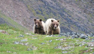 Potus Continues To Lessen Western Arctic Protections As Drilling Threat Looms