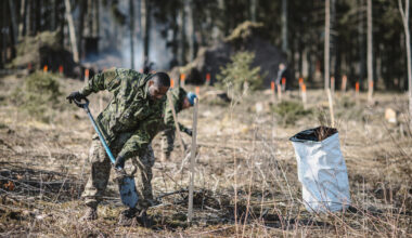 "Sargs.lv" reportāža: Sabiedrotie "Airītēs" iestāda 600 liepas, lai līdzsvarotu militārās attīstības ietekmi uz dabu
