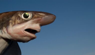 real David Attenborough stuff’: thousands of young sharks discovered off Ireland’s west coast – The Irish Times