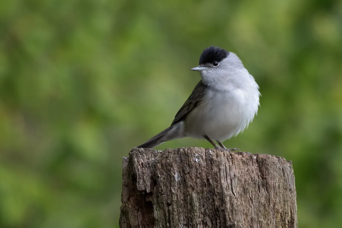 Blackcap