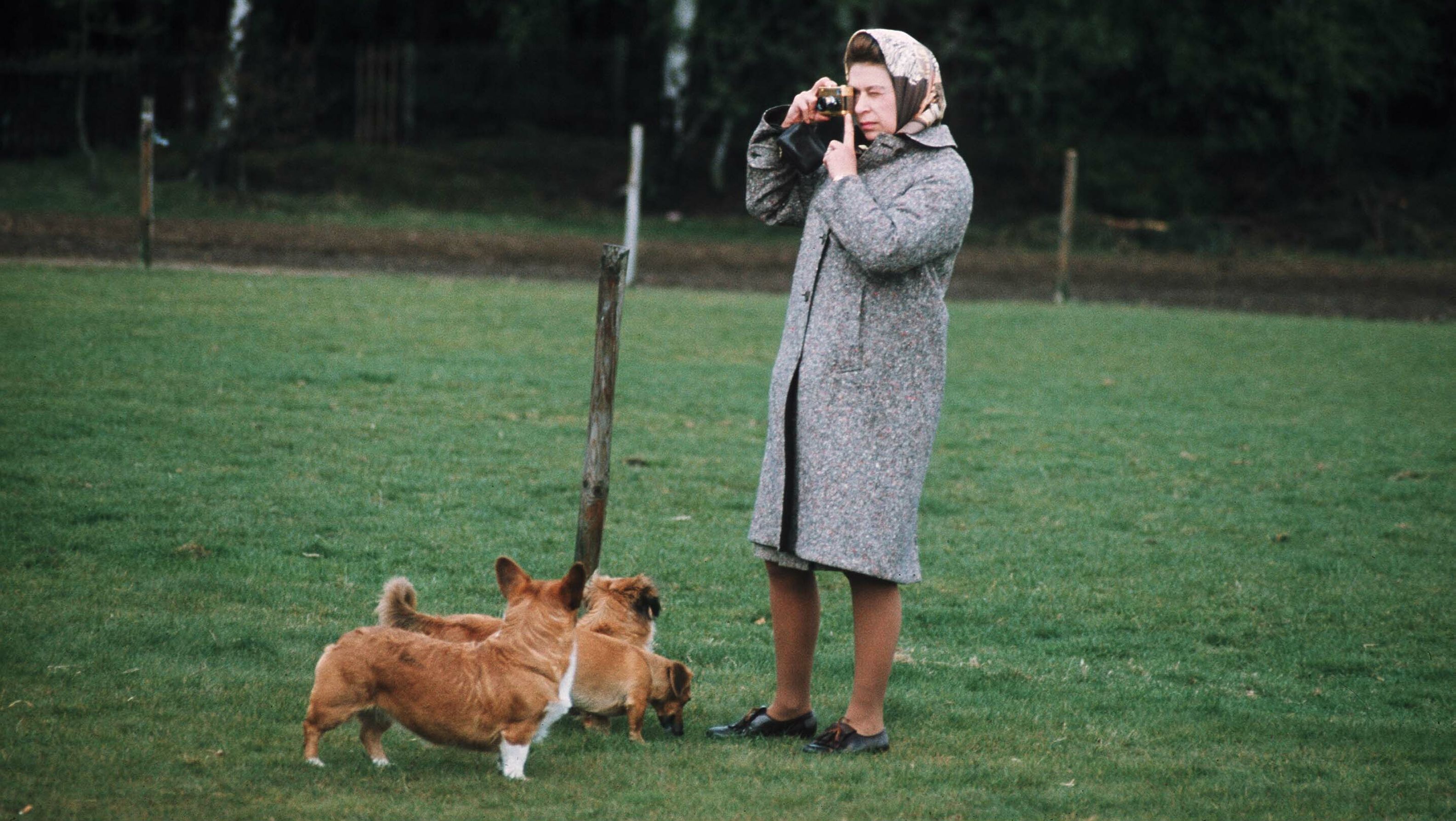 Mammal, Dog, Vertebrate, Canidae, Dog breed, Welsh Corgi, Pembroke welsh corgi, Carnivore, Obedience training, Grass,