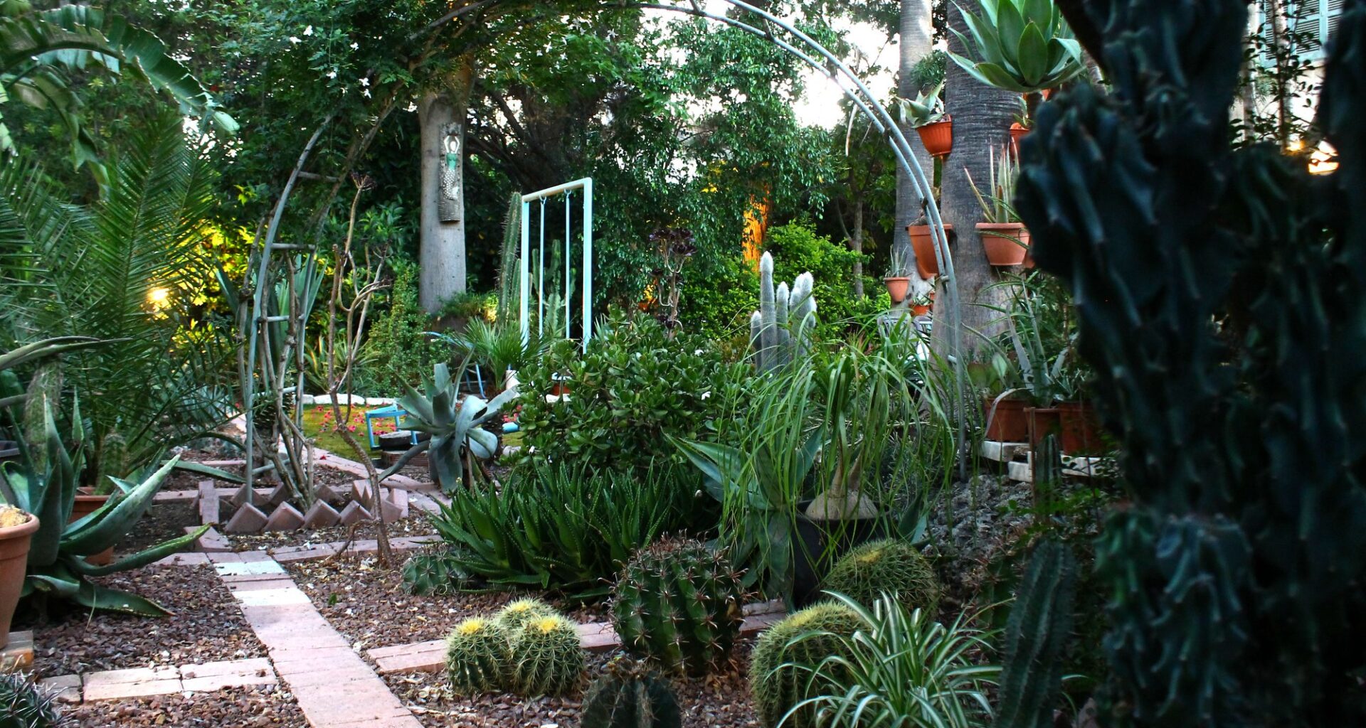 cover Mad about cacti
